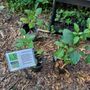 Photo of Nehrling Gardens