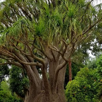 Berylwood Tree Farm - Beaucarnea recurvata, ponytail palm - Nurseries & Gardening Near Me - Somis, California Berylwood Tree Farm - Beaucarnea recurvata, ponytail palm - Nurseries & Gardening Near Me - Somis, California