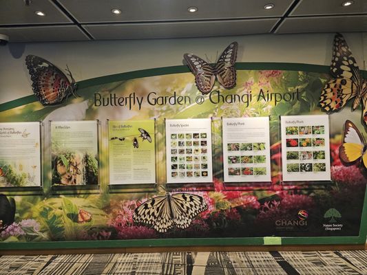 Butterfly Garden by null