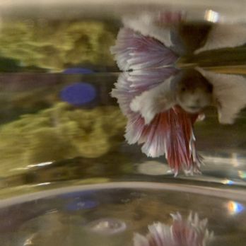 Petco - Sushi's first portrait - Pet Stores Near Me - Northridge, California