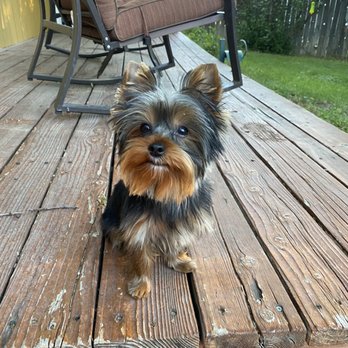 The Spoiled Dog Salon & Resort - Front shot of my little man the day he got his hair did - Pet Groomers Near Me - Eagle, Idaho The Spoiled Dog Salon & Resort - Front shot of my little man the day he got his hair did - Pet Groomers Near Me - Eagle, Idaho