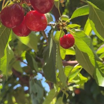 U Pick Orchards - Pick Your Own Farms Near Me - Morgan Hill, California