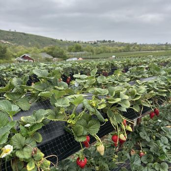 Tanaka Farms - CSA Near Me - Irvine, California Tanaka Farms - CSA Near Me - Irvine, California
