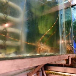 Pescheria F.lli Carnevale - Aragosta