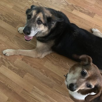 Barkhaus Mobile Pet Spa - Jake and Josie after being groomed! - Pet Groomers Near Me Barkhaus Mobile Pet Spa - Jake and Josie after being groomed! - Pet Groomers Near Me