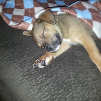 Community Pet Outreach - baby ashton!! - Veterinarians Near Me - Lewisville, Texas