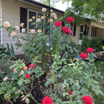 AAA Lawn Maintenance and Clean-Up - Lawn Services Near Me - Portland, Oregon AAA Lawn Maintenance and Clean-Up - Lawn Services Near Me - Portland, Oregon