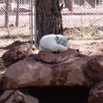 Bearizona - Zoos Near Me - Williams, Arizona Bearizona - Zoos Near Me - Williams, Arizona