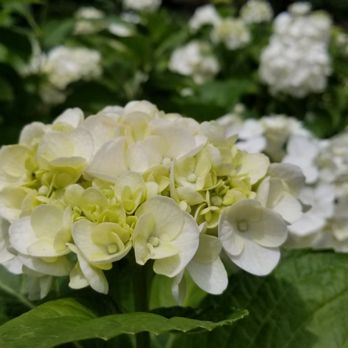 三室戸寺 59 Photos Buddhist Temples 菟道滋賀谷21 宇治市 京都府 Japan Phone Number 三室戸寺 59 Photos Buddhist Temples 菟道滋賀谷21 宇治市 京都府 Japan Phone Number