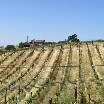 Wise Villa Winery - Vineyard. - Wine Tasting Room Near Me - Lincoln, California
