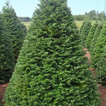 ABC Tree Farms - Pumpkin Patches Near Me - Daly City, California