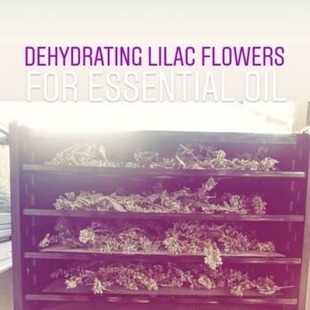 Full Spectrum Artworks LLC - Solar dehydrator - Metal Fabricators Near Me - Phoenix, Arizona Full Spectrum Artworks LLC - Solar dehydrator - Metal Fabricators Near Me - Phoenix, Arizona