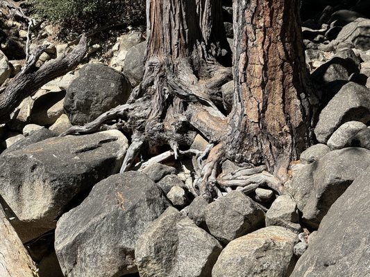 Lower Yosemite Falls Trailhead by null