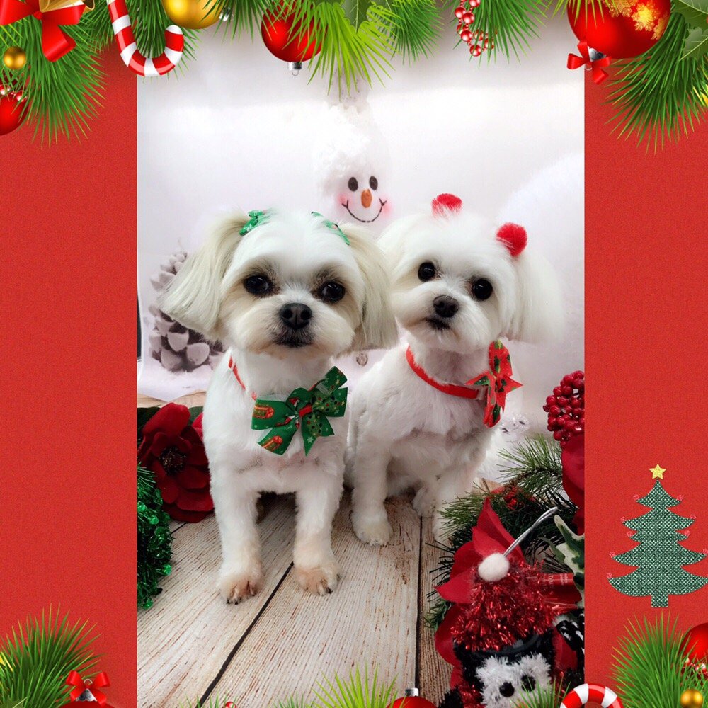 ROYALTY UNLEASHED MOBILE PET SPA 352 Photos & 95 Reviews Pet