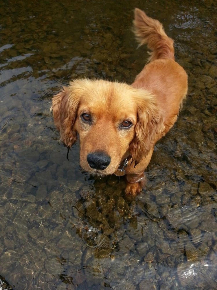 YUPPIE PUPPY DOG GROOMING Updated August 2024 11536 Hwy 1064