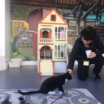 Cat Town - Animal Shelters Near Me - Oakland, California Cat Town - Animal Shelters Near Me - Oakland, California
