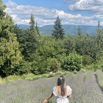 Purple Robe Lavender Farm - Attraction Farms Near Me - Arlington, Washington Purple Robe Lavender Farm - Attraction Farms Near Me - Arlington, Washington
