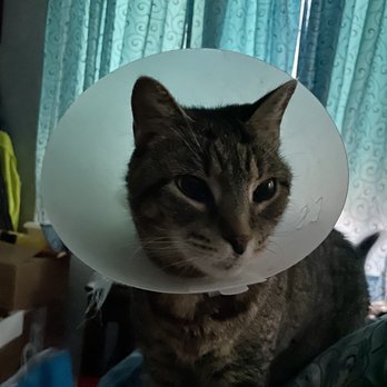 Richmond Hill Veterinary Care - Luna - Veterinarians Near Me - Queens, New York