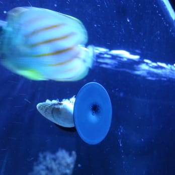 Seattle Aquarium - Aquariums Near Me - Seattle, Washington Seattle Aquarium - Aquariums Near Me - Seattle, Washington