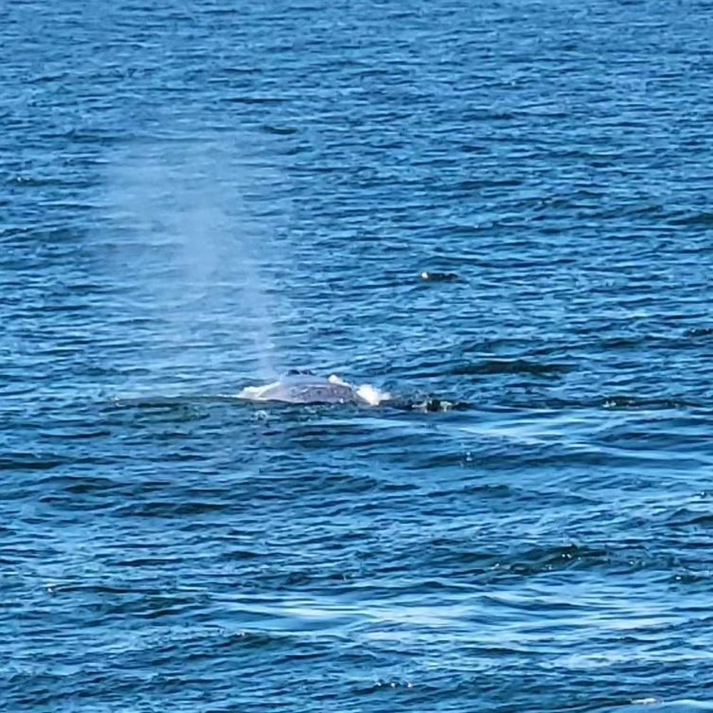 Bar Harbor Whale Watch - Whale Watching Tours Near Me - Bar Harbor, Maine