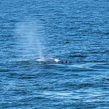 Bar Harbor Whale Watch - Whale Watching Tours Near Me - Bar Harbor, Maine Bar Harbor Whale Watch - Whale Watching Tours Near Me - Bar Harbor, Maine