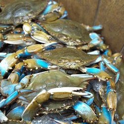 Southern Connection Seafood