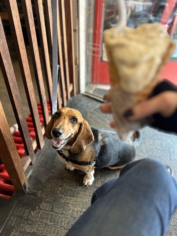 SPCA OF ANNE ARUNDEL COUNTY Updated September 2024 58 Photos & 68