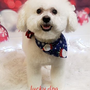 lucky dog boutique and spa - Pet Groomers Near Me - Pace, Florida lucky dog boutique and spa - Pet Groomers Near Me - Pace, Florida
