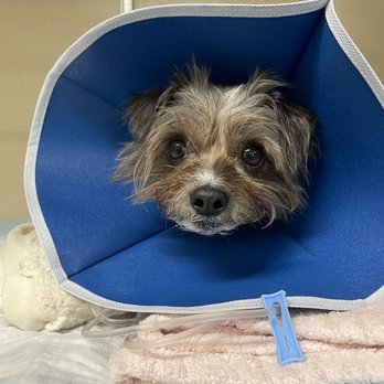 TrueCare for pets - Polly on her first night in the ICU - Veterinarians Near Me - Studio City, California TrueCare for pets - Polly on her first night in the ICU - Veterinarians Near Me - Studio City, California