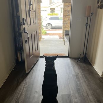 Off Leash K9 Training - Bella holding her sit when the door was wide open - Pet Training Near Me - Murrieta, California Off Leash K9 Training - Bella holding her sit when the door was wide open - Pet Training Near Me - Murrieta, California
