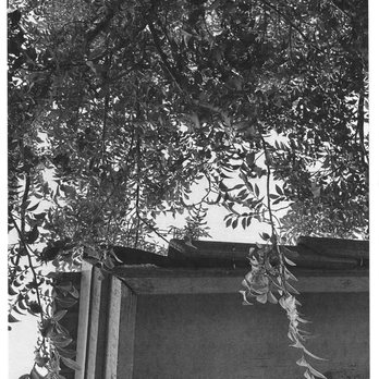 Arizona Valley Roofing - Tree Pic 1 - Roofing Near Me - Cave Creek, Arizona