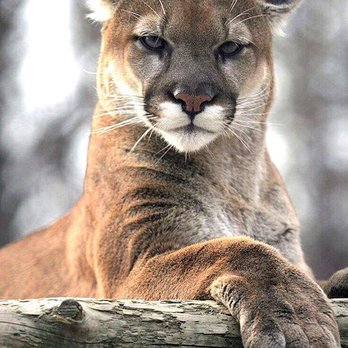Melissa Dierks - RE/MAX Fine Properties - Majestic....You can tell he/she knows she rules her world! - Real Estate Agents Near Me - Scottsdale, Arizona Melissa Dierks - RE/MAX Fine Properties - Majestic....You can tell he/she knows she rules her world! - Real Estate Agents Near Me - Scottsdale, Arizona