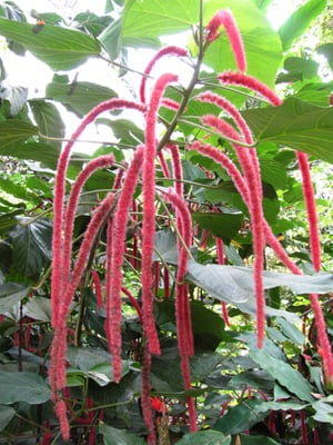 Eden Project by null