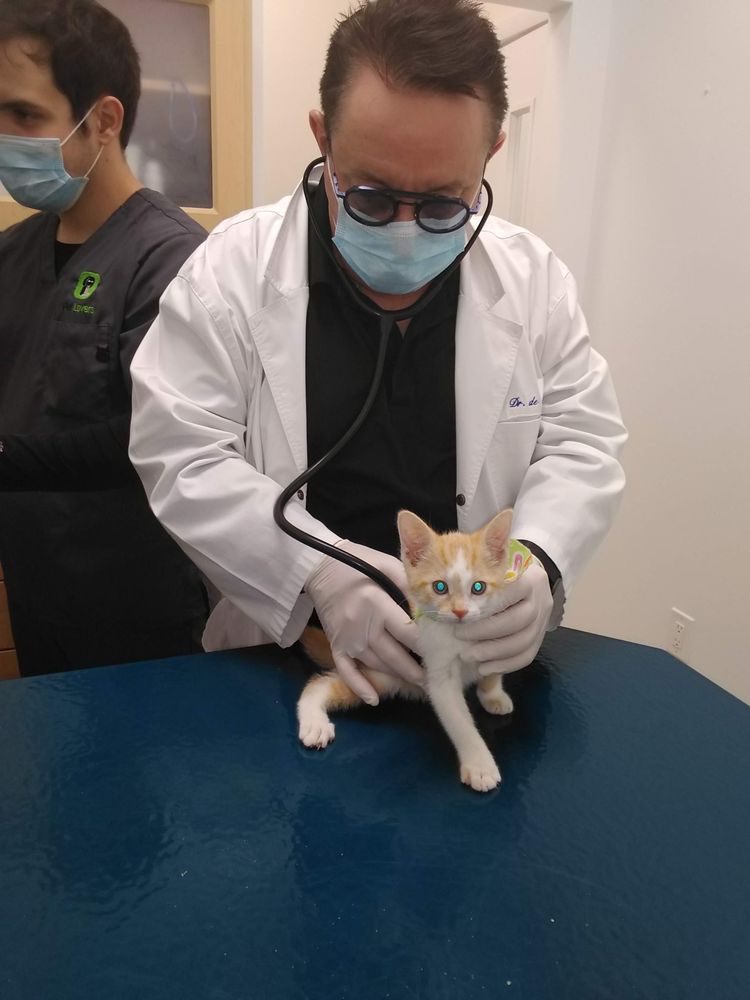 PET LOVERS ANIMAL CLINIC Updated October 2024 76 Photos & 131