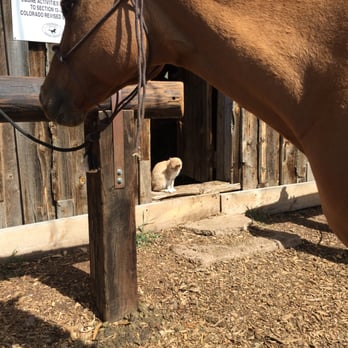 Music Meadows Ranch - Barn cat maintaining eternal vigilance against the rodent menace. - Horseback Riding Near Me - Westcliffe, Colorado