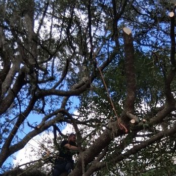 Next Level Trees - Tree Services Near Me - Citra, Florida