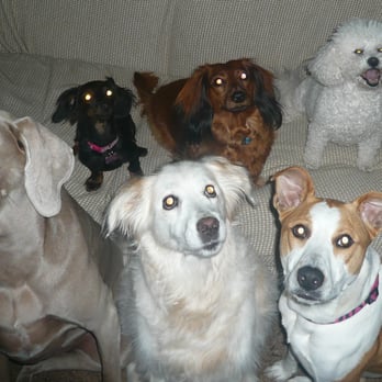 The Animal Sitter - I take care of doggies. - Dog Walkers Near Me The Animal Sitter - I take care of doggies. - Dog Walkers Near Me