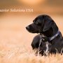 Photo of K9 Behavior Solutions USA