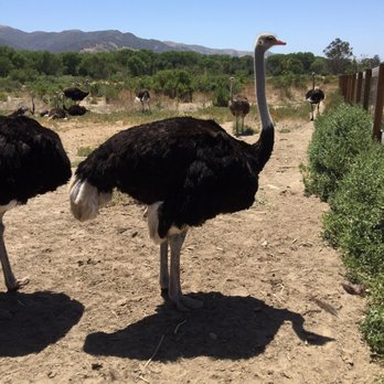 Ostrichland USA - Attraction Farms Near Me - Solvang, California