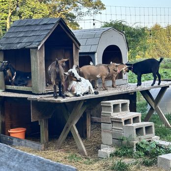 Mad Lavender Farm - The Goats - Botanical Gardens Near Me - Milford, New Jersey Mad Lavender Farm - The Goats - Botanical Gardens Near Me - Milford, New Jersey