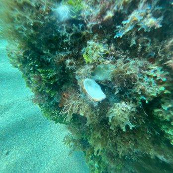 Aquatic Ventures - Scuba Diving Near Me - Fort Lauderdale, Florida Aquatic Ventures - Scuba Diving Near Me - Fort Lauderdale, Florida