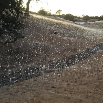 Sensorio - Sensorio in the light - Art Galleries Near Me - Paso Robles, California