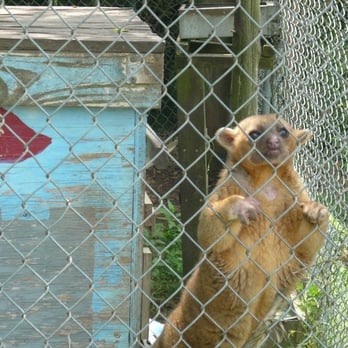 Carolina Tiger Rescue - Animal Shelters Near Me - Pittsboro, North Carolina Carolina Tiger Rescue - Animal Shelters Near Me - Pittsboro, North Carolina