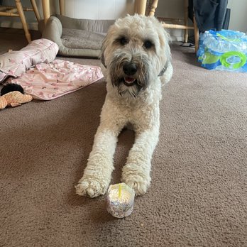Muttz & Meowz - Rue happy birthday cupcake perfect size she loves it. - Pet Stores Near Me - Sewell, New Jersey