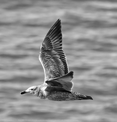 USS Hornet - Sea, Air and Space Museum by null
