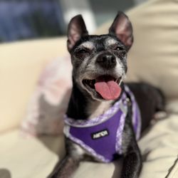 A Paws Life - Layla is one of our senior pups