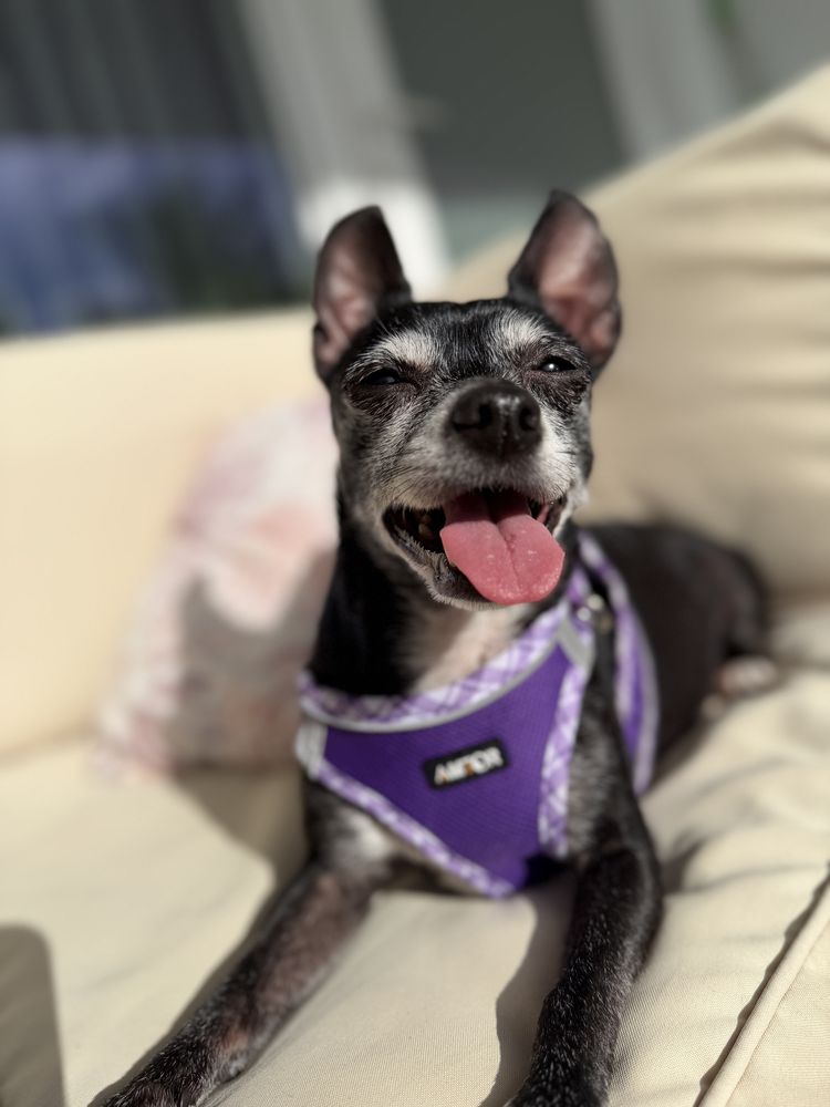 A Paws Life - pet boarding facility in Miami Beach, FL