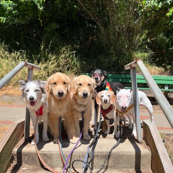 Ruff Paws - Summer time!!! - Dog Walkers Near Me - San Francisco, California