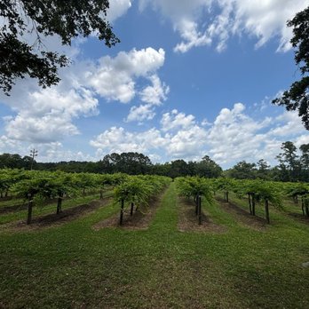 Deep Water Vineyard - Vineyard - Wineries Near Me - Wadmalaw Island, South Carolina Deep Water Vineyard - Vineyard - Wineries Near Me - Wadmalaw Island, South Carolina