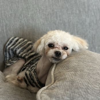 Pet Supplies Plus Crowley - Princess relaxing - Pet Stores Near Me - Crowley, Texas Pet Supplies Plus Crowley - Princess relaxing - Pet Stores Near Me - Crowley, Texas